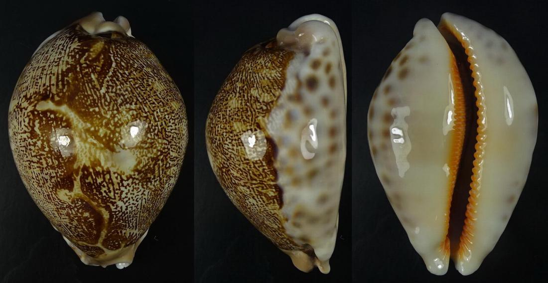 C.geographica rewa ' superb '