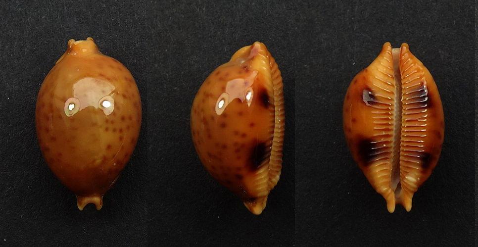 C.globulus sphaeridium ' superb big '