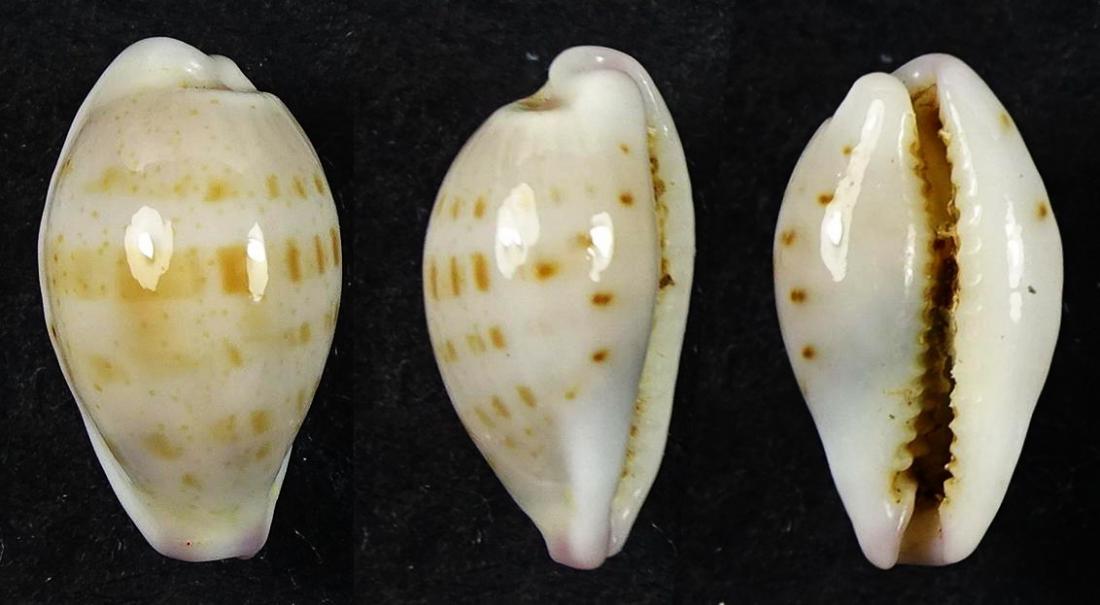 C.hammondae hammondae ' superb '