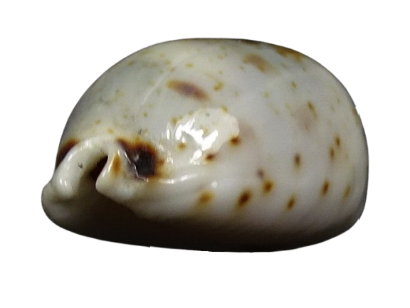 C.hirundo rouxi ' very nice big '