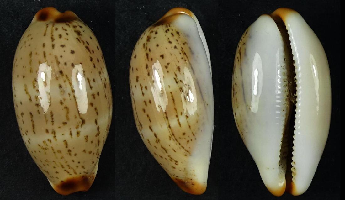 C.isabellamexicana isabellamexicana ' superb '