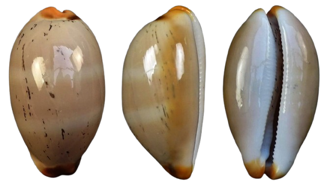 C.isabellamexicana isabellamexicana ' superb giant '