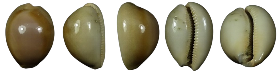 C.kuroharai kuroharai ' superb rare specie '