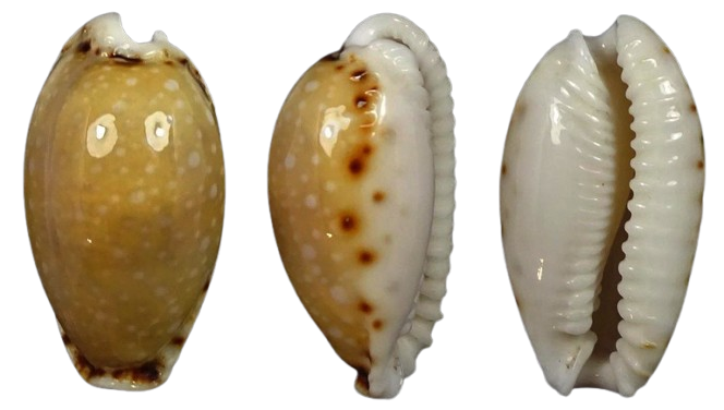 C.labrolineata labrolineata ' superb big fresh '