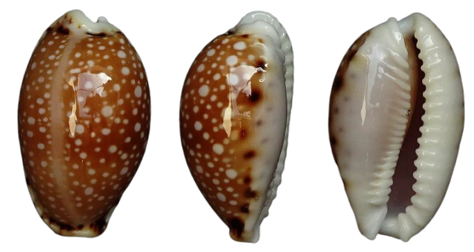 C.labrolineata labrolineata ' superb '