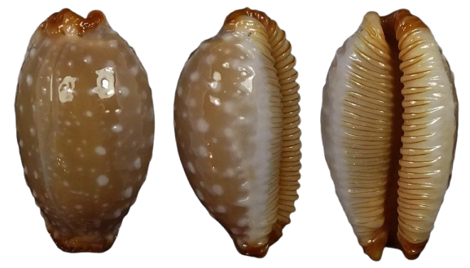 C.limacina limacina f. staphyleaformis ' superb fresh '