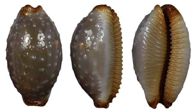 C.limacina limacina f. staphyleaformis ' superb fresh '