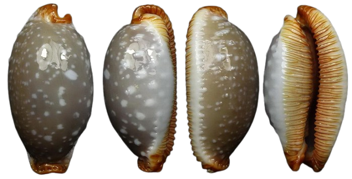 C.limacina limacina ' superb fantastic giant '