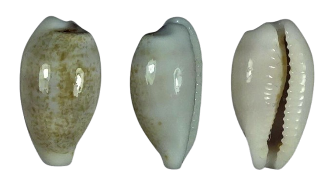 C.luchuana luchuana ' superb '