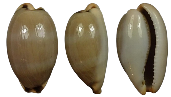 C.lurida lurida 'big size '