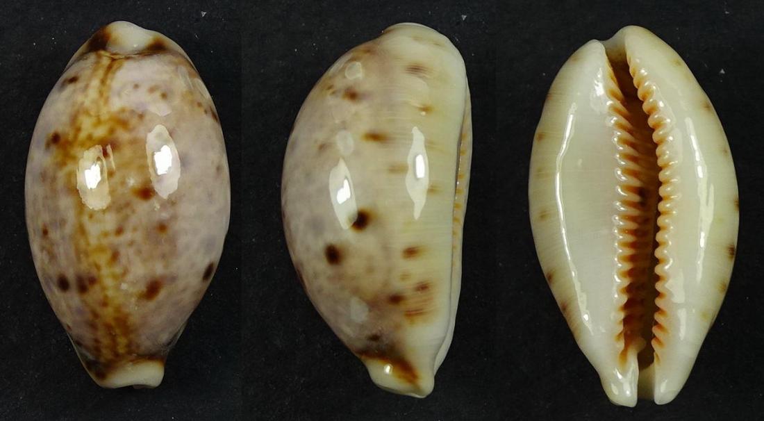 C.lynx lynx ' superb callus '