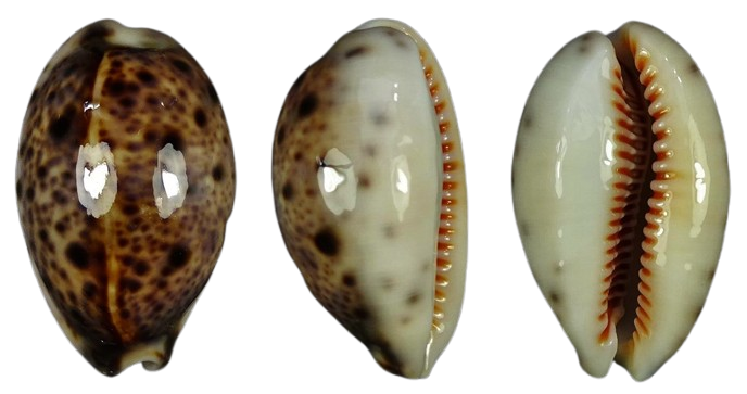 C.lynx lynx ' superb '