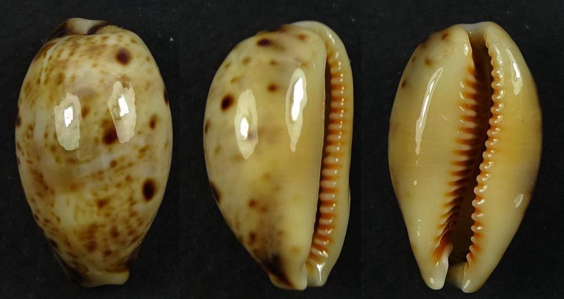 C.lynx lynx ' superb '