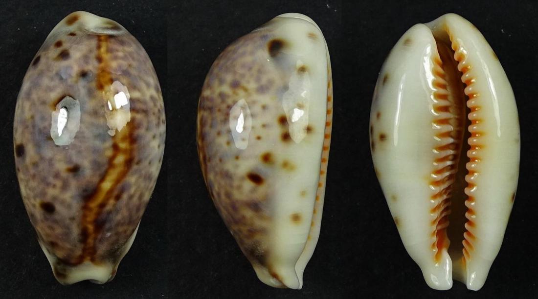 C.lynx lynx ' superb callus '