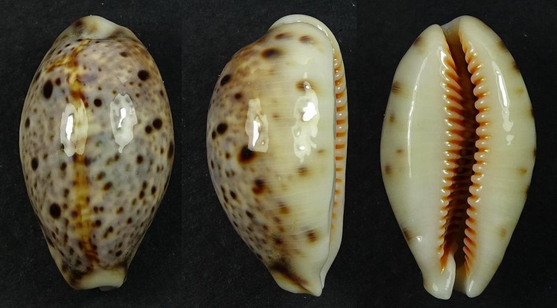 C.lynx lynx ' superb '