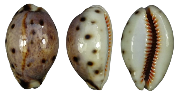 C.lynx lynx ' superb '