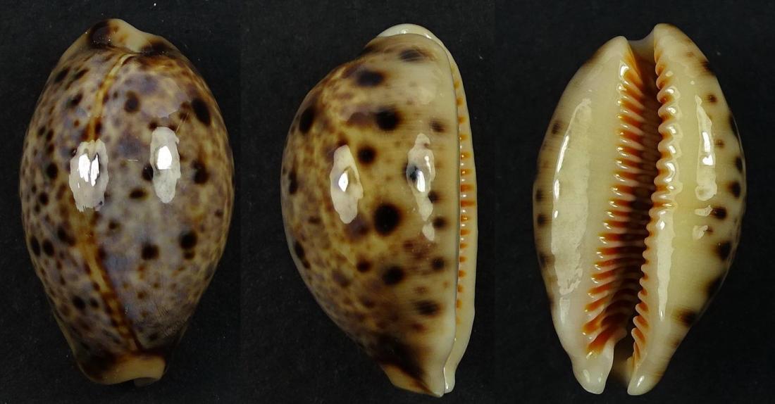 C.lynx lynx ' superb '