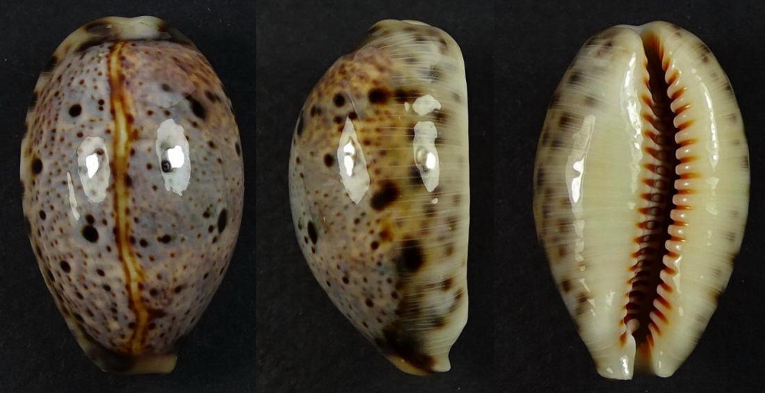 C.lynx lynx ' superb '