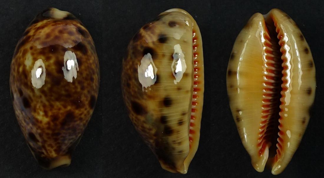 C.lynx lynx ' superb '