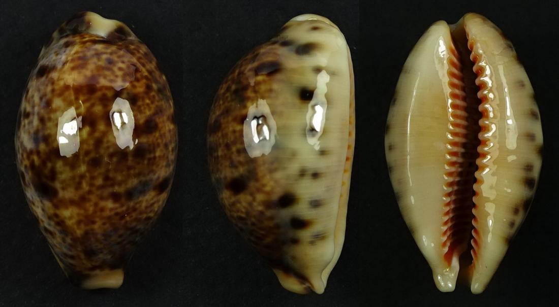 C.lynx lynx ' superb '