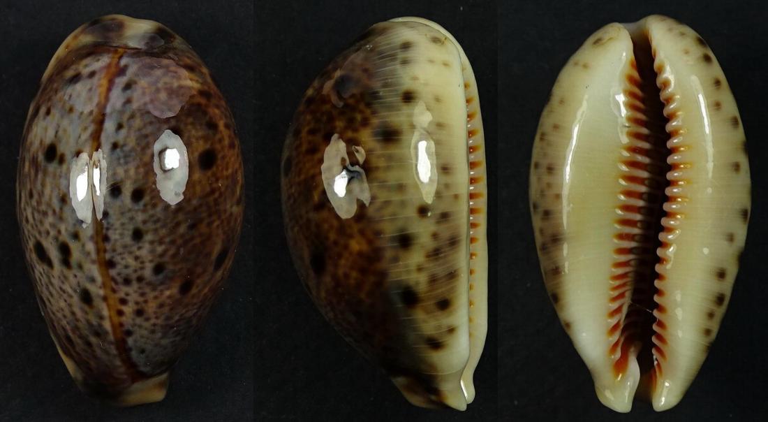 C.lynx lynx ' superb '