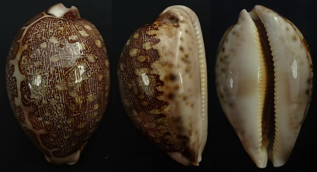 C.mappa mappa ' superb '