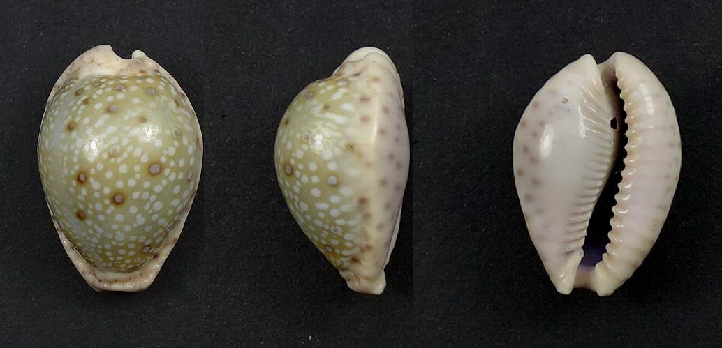 C.marginalis marginalis ' superb '