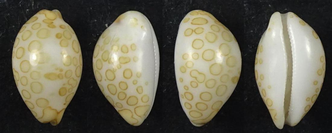 C.mariae mariae ' superb '