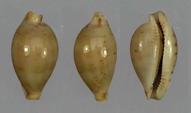 C.martini martini f.supestes ' superb '