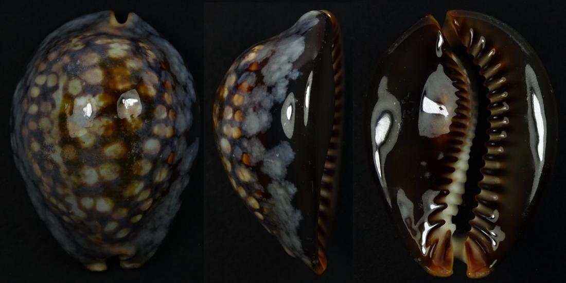 C.mauritiana mauritiana ' superb pattern '