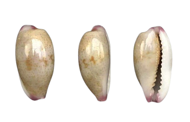 C.minoridens minoridens ' superb '