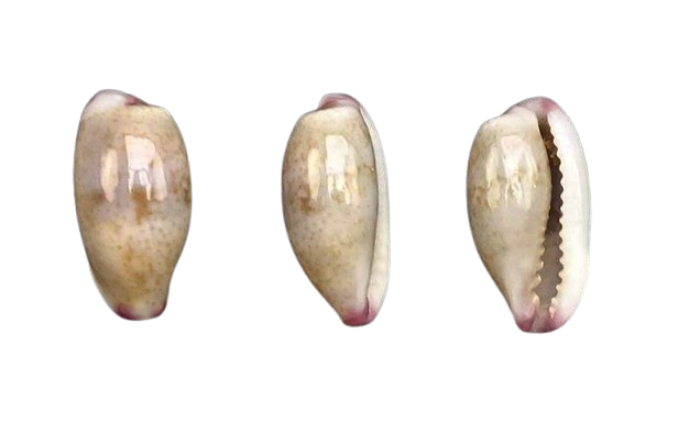 C.minoridens minoridens ' superb '