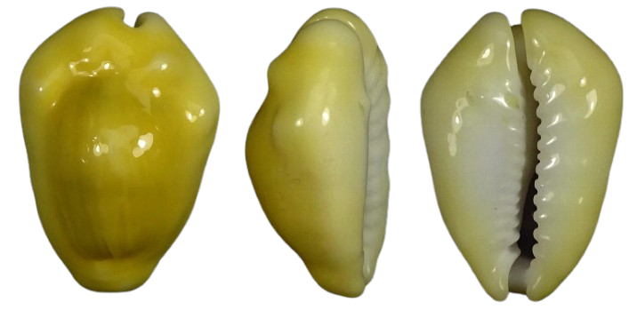 C.moneta moneta ' superb color '