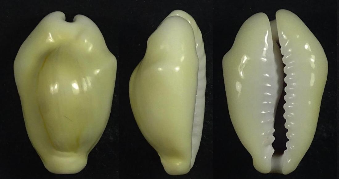 C.moneta moneta ' superb '