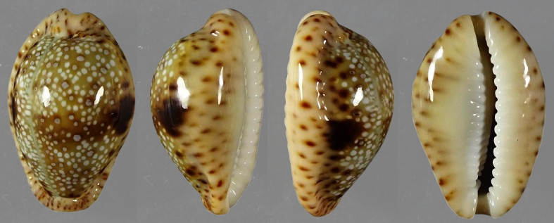 C.nebrites nebrites ' superb '