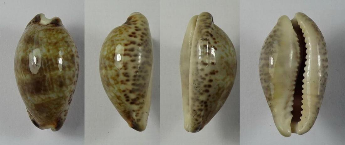 C.nigropunctata ' superb '