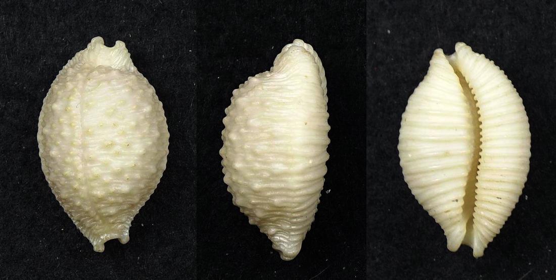 C.nucleus nucleus f.madagascarensis ' very big '