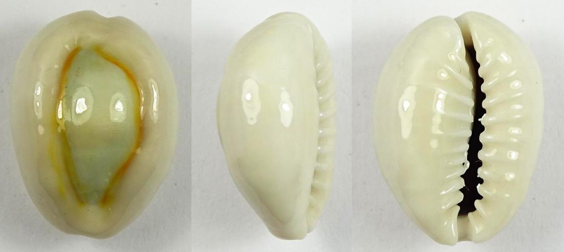 C.obvelata obvelata ' superb '