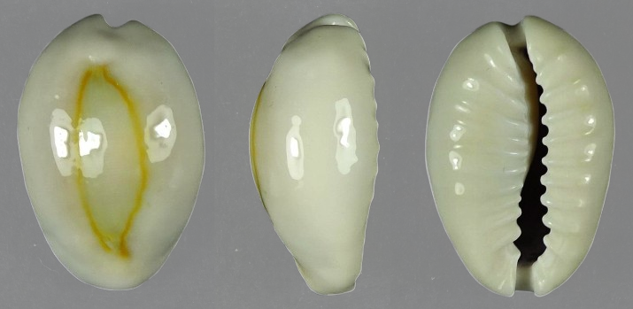 C.obvelata obvelata ' superb big '