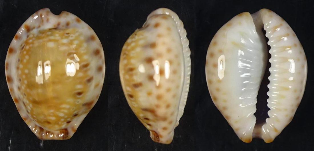 C.ocellata ocellata ' superb dwarf callous '