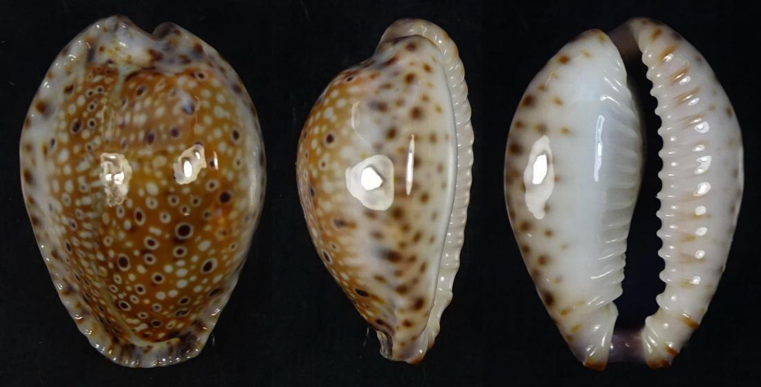 C.ocellata ocellata ' superb '