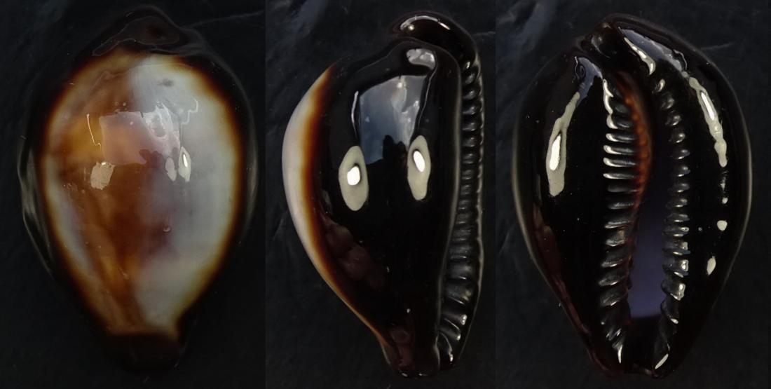 C.onyx onyx ' superb quality '