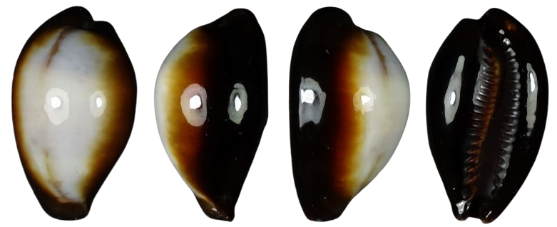 C.onyx onyx ' superb white pattern '