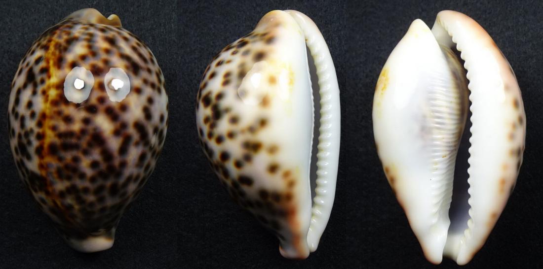 C.pantherina pantherina ' superb big '