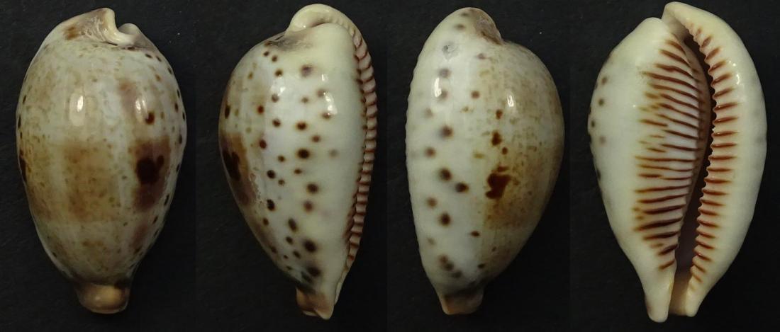 C.pulchella pulchella ' ' superb '