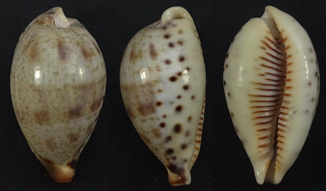 C.pulchella pulchella ' ' superb '