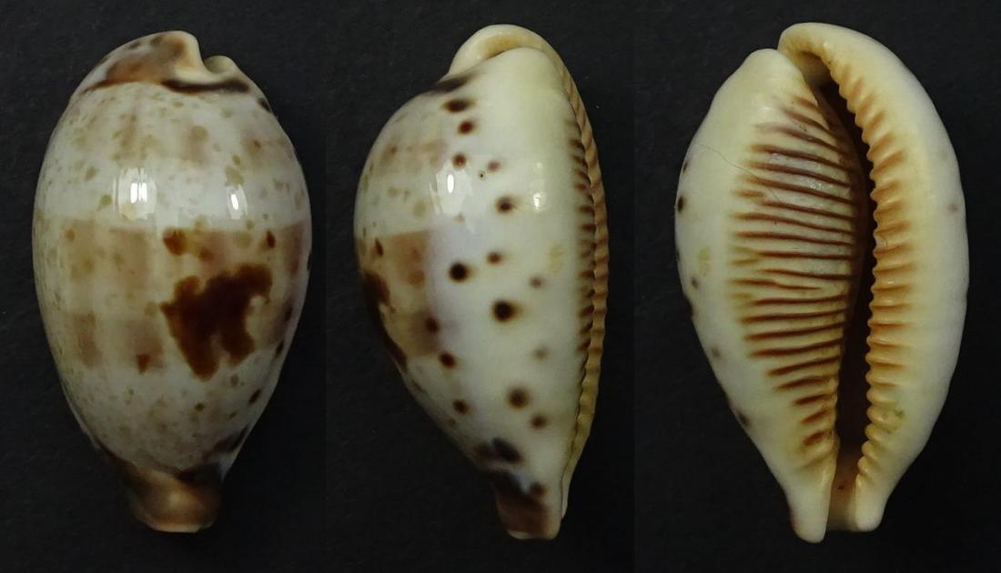 C.pulchella pulchella ' ' superb very big '