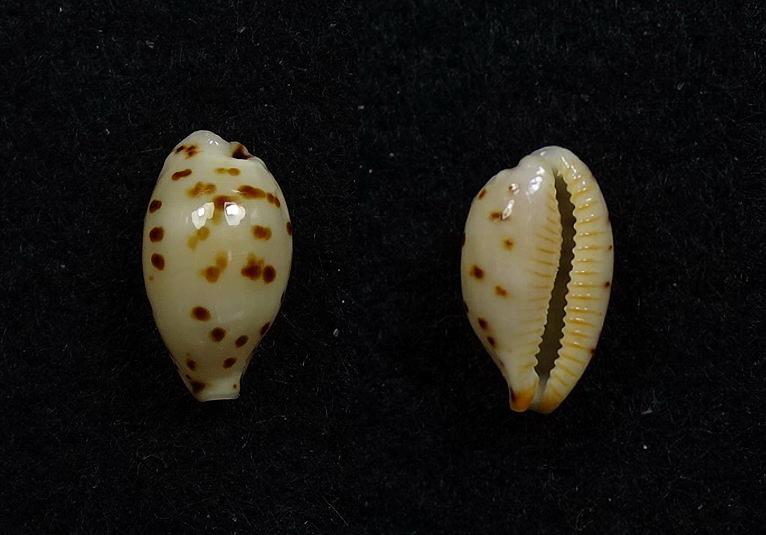 C.punctata punctata ' superb '