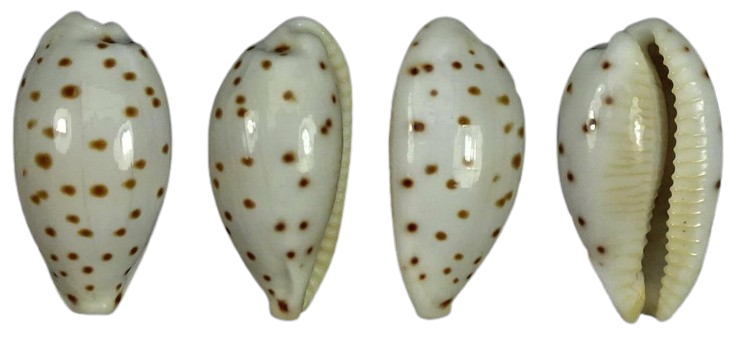 C.punctata punctata ' superb rare size '