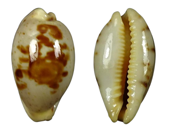 C.saulae saulae ' nice fresh '